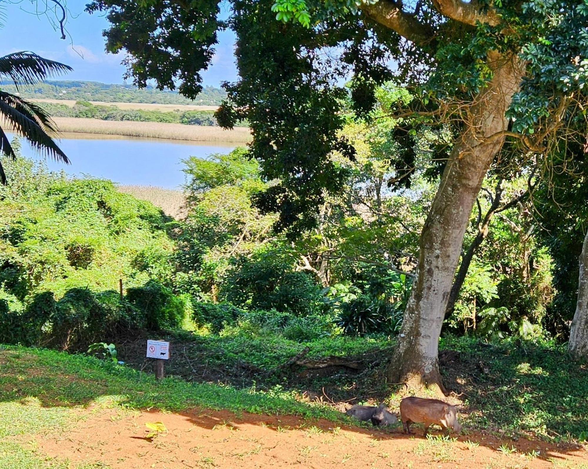 Saint Lucia EstuaryEstuary Views At 6 The Bridgeアパートメント エクステリア 写真